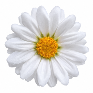 Umelá margarétka biela 5,5 cm – balenie 8 ks